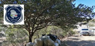 “Encuentran” abandonados 230 kilos de marihuana en Temosachi