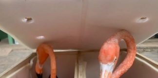 Rescatan a flamencos empaquetados en Aeropuerto de Mérida