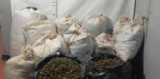 “Encuentran abandonados” arma y 167 kilos de marihuana en Guadalupe y Calvo