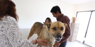 Exhortan a reforzar seguridad y cuidados de animales domésticos