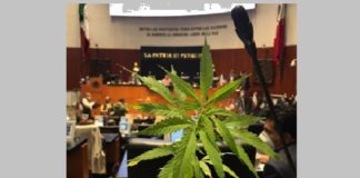 Discute Senado despenalización de mariguana