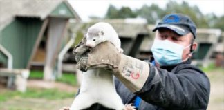 ¡Adiós a los abrigos de piel! Por covid matarán a millones de visones