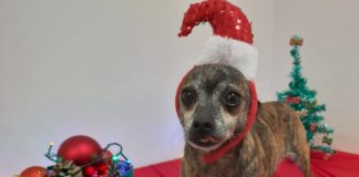 Invitan a darle hogar a mascotas en adopción