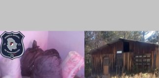 Aseguran 80 kilos de marihuana abandonada al sur del Estado