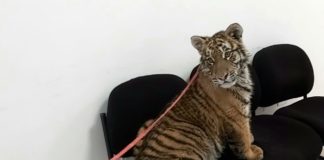 Entrega RAMMi tigre “Thor” a propietario