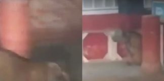 Escapa tigre en calles de la Mariano Escobedo