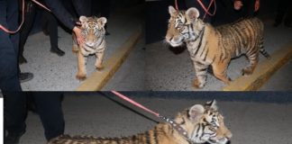 Paseaba con tigre a bordo de su auto