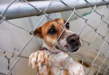 Esperan ser adoptadas 27 mascotas