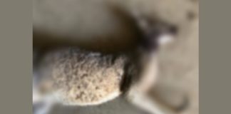 Perros matan a 3 canguros en zoológico en Monterrey; ¿ataque fue planeado?