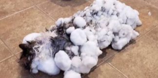 Exhortan a proteger a mascotas ante temperaturas gélidas