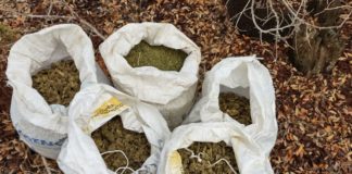 Vuelven a encontrar marihuana abandonada, ahora en Guerrero