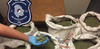 Aseguran 120 kilos de marihuana abandonada en Guachochi