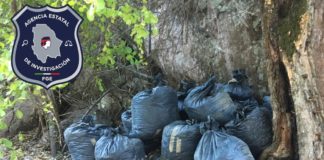 Encuentran otra vez mariguana abandonada en Guadalupe y Calvo