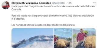 Indigna en redes supuesta caza de bisonte en Coahuila