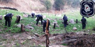 Destruyen plantíos de amapola y marihuana al sur del estado