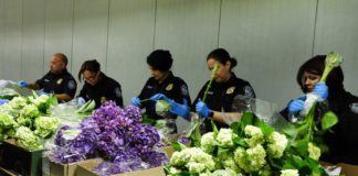 Cuidará CBP que flores importadas estén libres de plaga para San Valentín