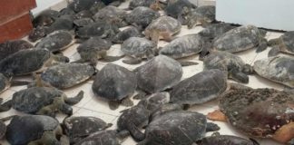 Rescatan 130 ejemplares de tortuga verde en Tamaulipas