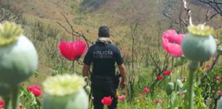 Son 6 los municipios “amapoleros” de Chihuahua