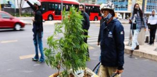 Aprueban uso recreativo de la marihuana