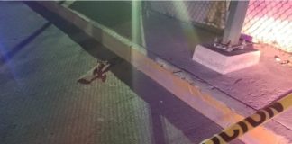 Jugaba con patineta niño que murió atropellado