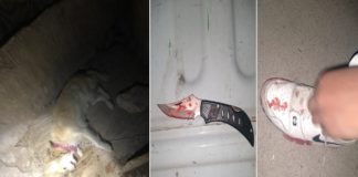 Asesina a dos perros de su vecina a navajazos