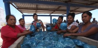 Pese a riesgos, en Sonora inicia la captura de medusa