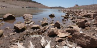 Chihuahua, al borde de crisis por sequía