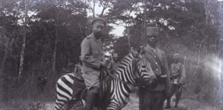 ¿Por qué no hemos domesticado las cebras?