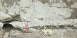 Así rescataron a los perritos caídos en socavón