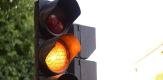 Chihuahua en amarillo otras dos semanas