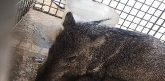 Localizan Pecarí en sur de la ciudad; lo confunden con jabalí