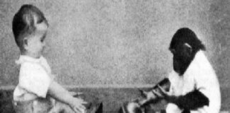 Así fue el polémico experimento de criar a un bebé con un chimpancé