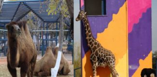 Abrirá el Parque Central este 25 de diciembre