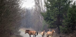 Así son los animales “mutantes” de Chernobyl