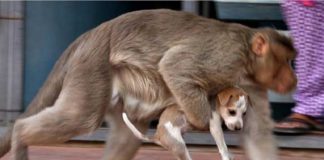 ¡Por venganza! En la India, monos matan a 250 perros tras agresión de ‘lomitos’ a primate