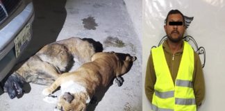Mata a dos perros y lo detienen