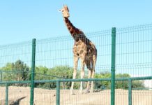 Lesiona perro a jirafa Modesto