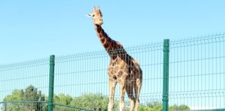 Lesiona perro a jirafa Modesto