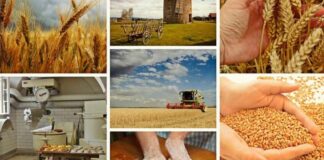 Advierten expertos sobre escasez y aumento de precio en alimentos por guerra