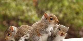 Pide auxilio maquila BRP por invasión de ardillas