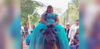¡Quinceañera llega montada en búfalo a su fiesta… y las redes estallan!