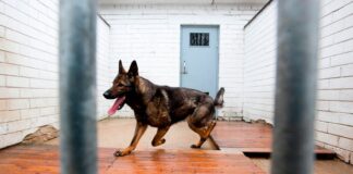 Más de 250 animales ha rescatado el Municipio