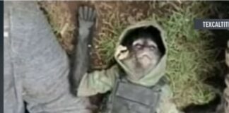 Mono araña queda abatido en narco-enfrentamiento