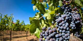 A falta de agua, Chihuahua vira al cultivo de uvas para vino