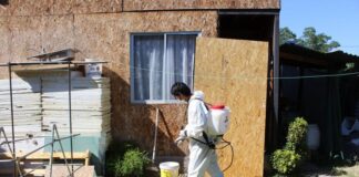 Piden fumigar domicilios con garrapatas