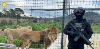 Abandonan 200 felinos en Tlalpan; estiman que hay decenas de cadáveres