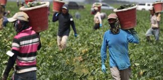EU podría otorgar 260 mil visas de trabajo temporales para mexicanos en 2023
