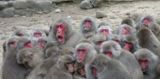 Macacos aterrorizan ciudad en Japón; hay 42 personas heridas