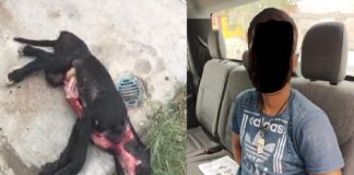 Arrestado cuando preparaba perro para comérselo