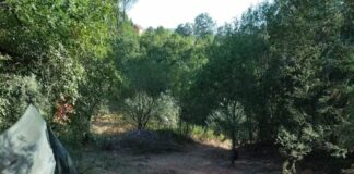 Encuentran en Portugal el que podría ser el dinosaurio más grande de Europa